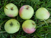 P1050828_1.jpg