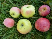 Северный Синап, Синап Орловский, Куликовское