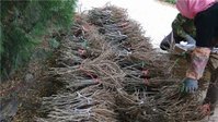 сбор урожая 2.jpg