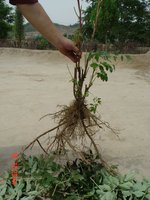 корни 1.jpg