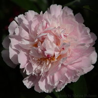 Madame Marine 1-800-t.jpg