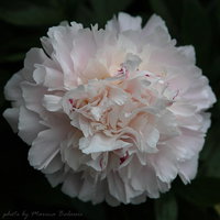Madame Marine 2-800-tt.jpg