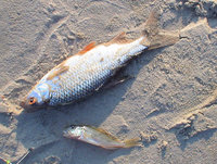 copDSC01914.jpg
