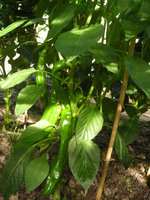 DSCN5764.JPG