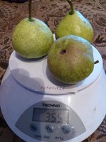 P1050274_1.jpg
