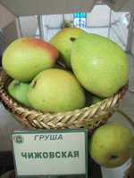 Чижовская.jpg