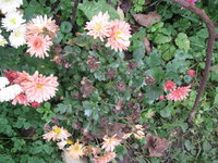 IMG_9039.jpg