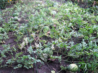 image38.jpg