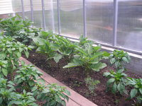 DSCN5541.JPG