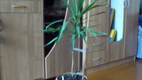 1-P1060064.png