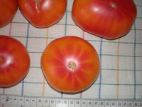 томат%20Олимпийский%20огонь-2.jpg