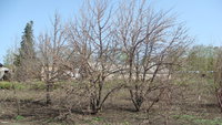 Башкирская осенняя груша