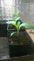 WP_20150316_001.jpg