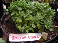 жаклин в бутонах.jpg