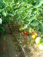 DSC07087.JPG