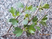 DSCN2911.JPG