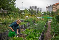 Берлин. <br />Огород в черте города.