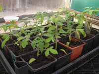 DSCN7810.JPG