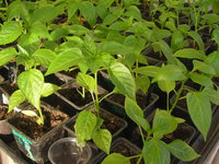 DSCN7801.JPG