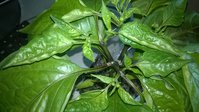 WP_20150411_002.jpg