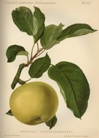 Gaucher Nicolas_ Pomologie des praktischen Obstbaumzьchters Stuttgart 1894.jpg