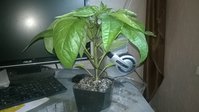 WP_20150411_003.jpg