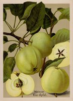 Mьller-Diemitz_Bissmann_Gotha ua_ Deutschlands Obstsorten_Stuttgart 1905 - 1930.jpg