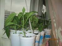 Resize of IMG_1052.JPG
