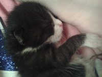Котэ1.jpg
