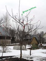 корявая яблоня.jpg