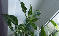 20150505_084434.jpg