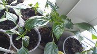 20150505_084537.jpg