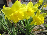IMG_8014.JPG