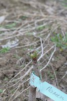 DSC_1505.jpeg