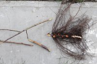 DSC00733.jpg