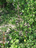 DSCN3488.JPG