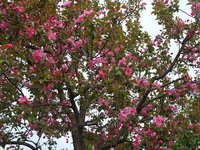 Цветущее дерево подвоя 54 - 118
