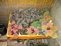 IMG_2176.JPG