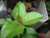IMG_54-118 5.JPG