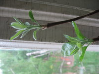 IMG_м106 2.JPG