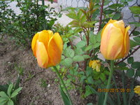 IMG_8081.JPG