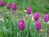 IMG_8075.JPG