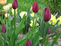 IMG_8069.JPG