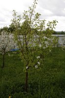 Праздничная. В этом году цветёт она ветвь с южной стороны и всё(((
