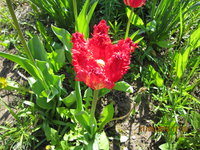 IMG_8133.JPG