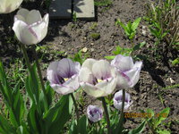 IMG_8117.JPG