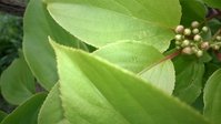 WP_20150524_022.jpg