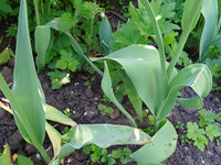copDSC01311.jpg