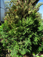 copDSC01306.jpg