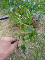 DSC07516 2.jpg